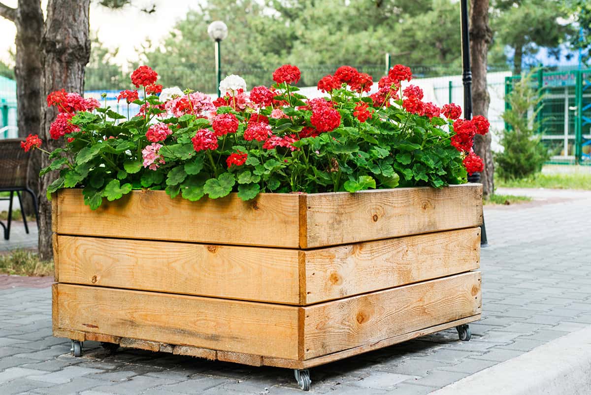 Geranium (Pelargonium)