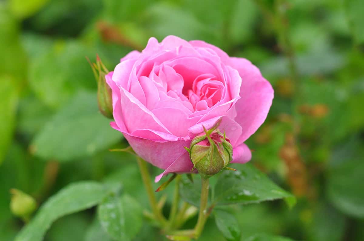 Gertrude Jekyll