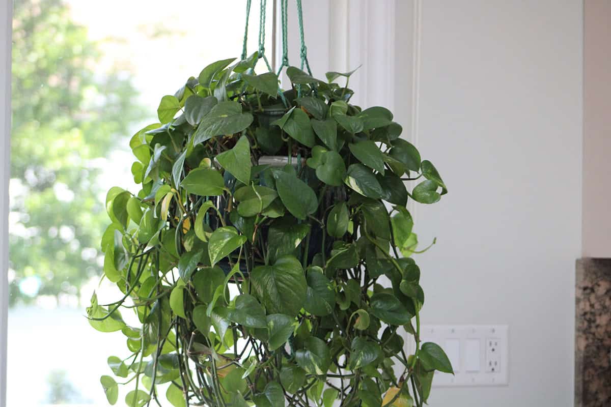 Grow Fast Spreading Plants Like Pothos