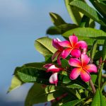 Hawaiian Flowers