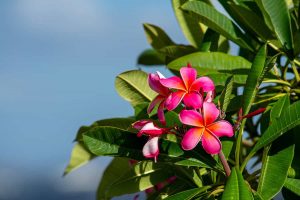 Hawaiian Flowers