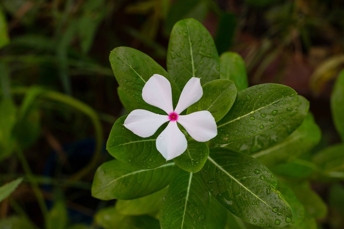Hawaiian Gardenia (Nanu)