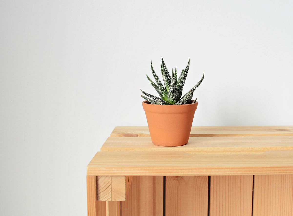 Haworthia