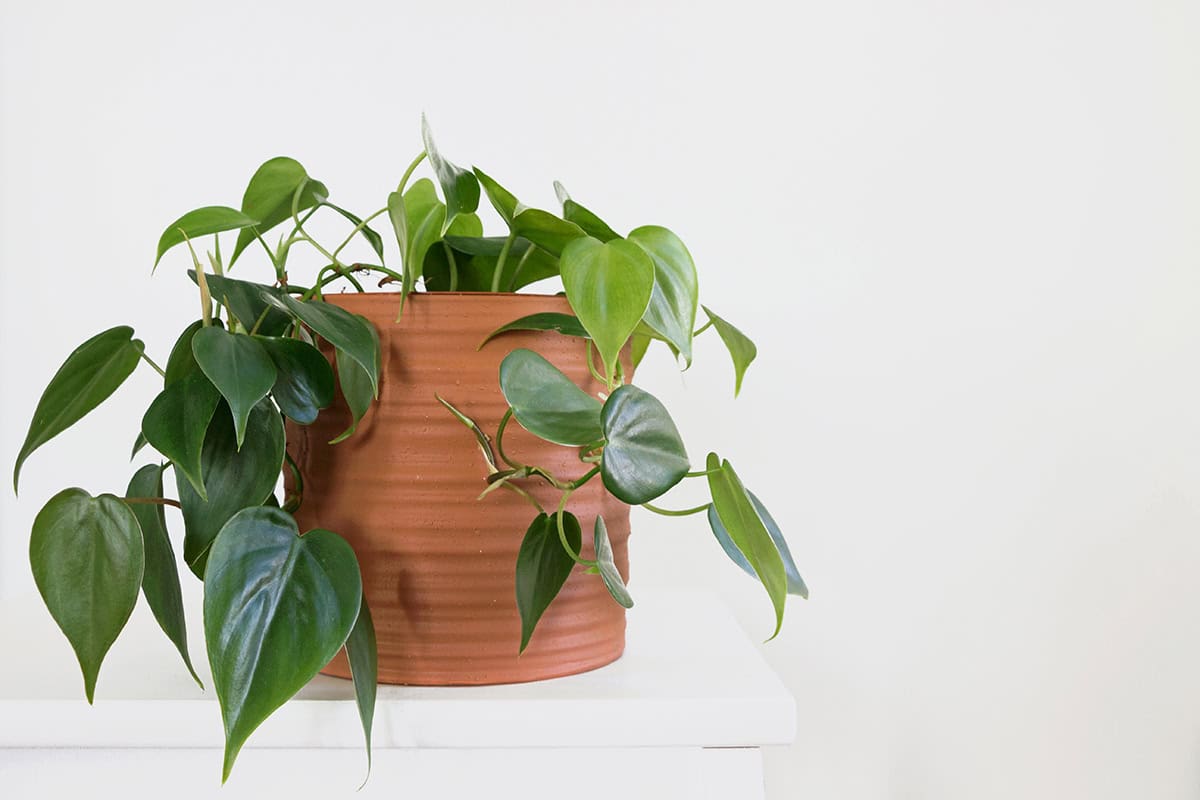 Heartleaf Philodendron (Philodendron Hederaceum)