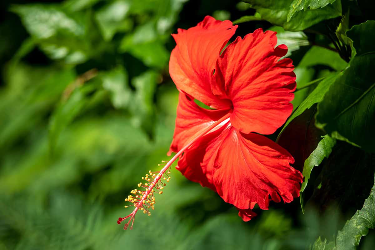 Hibiscus (Hibiscus rosa sinensis)
