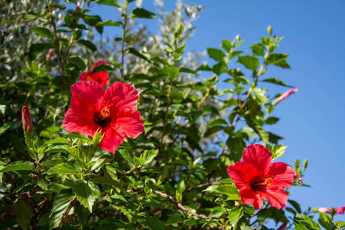 Hibiscus