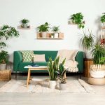How to Fill Homes with Plants Without Breaking the Bank