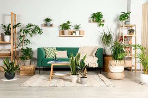 How to Fill Homes with Plants Without Breaking the Bank