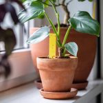 How to Get Rid of Gnats on Houseplants