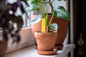 How to Get Rid of Gnats on Houseplants