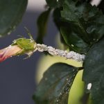 How to Get Rid of Mealy Bugs on Houseplants