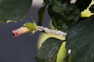 How to Get Rid of Mealy Bugs on Houseplants