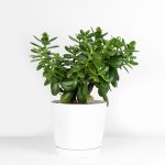 How to Grow and Care For a Jade Plant