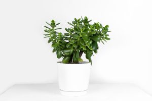 How to Grow and Care For a Jade Plant