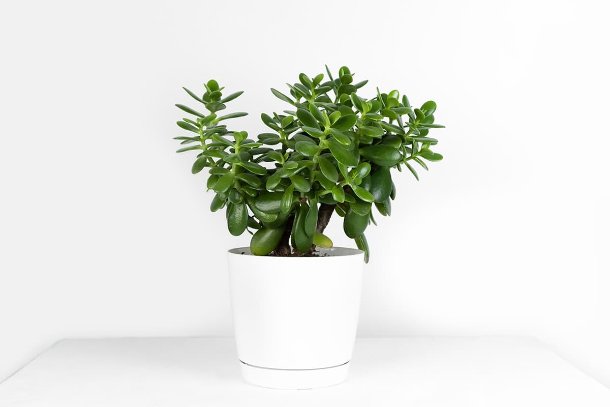 How to Grow and Care For a Jade Plant