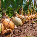 How to Make Onions Grow Bigger