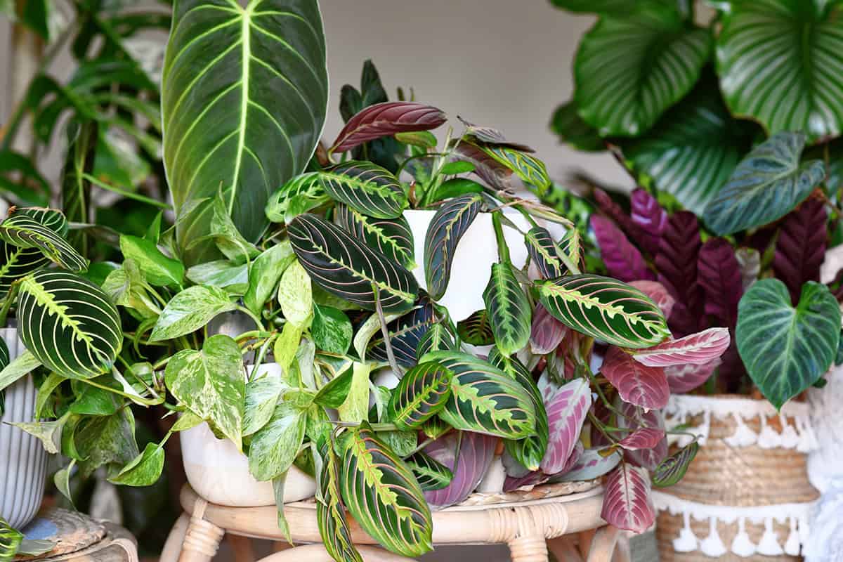 How to Prevent Mealy Bug Infestations