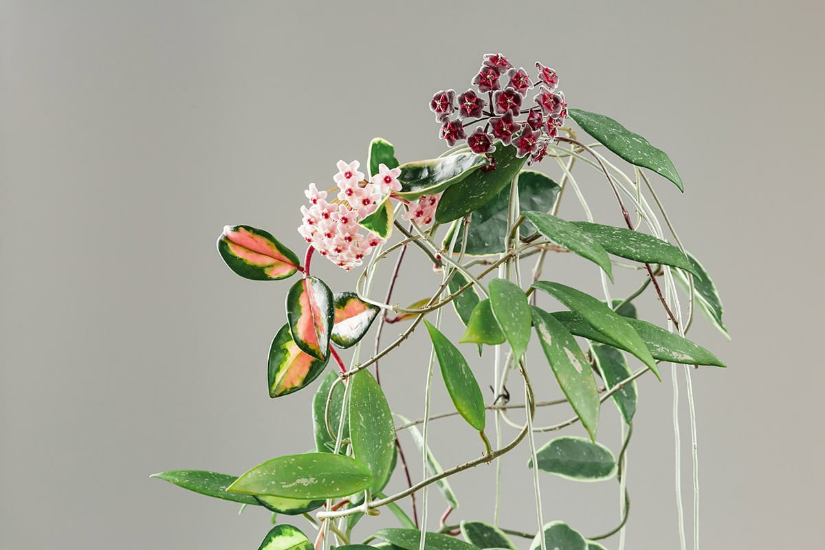 Hoya (Hoya Carnosa Or Hoya Pubicalyx)