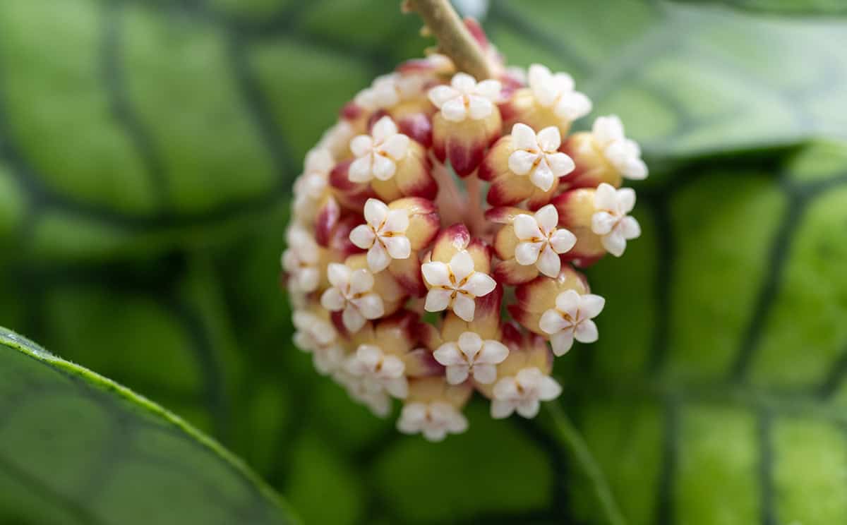 Hoya callistophylla