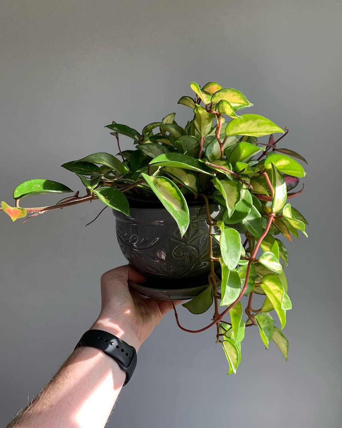 Hoya carnosa ‘Krimson Princess’