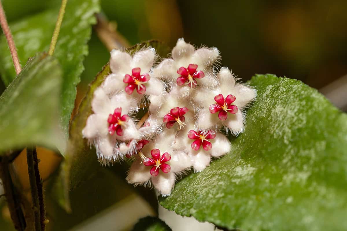 Hoya caudata