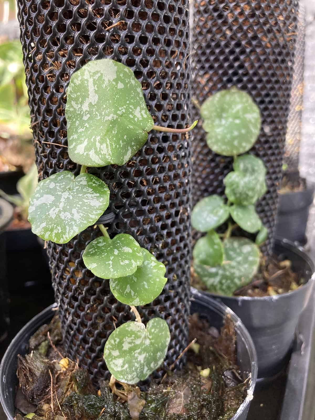 Hoya imbricata