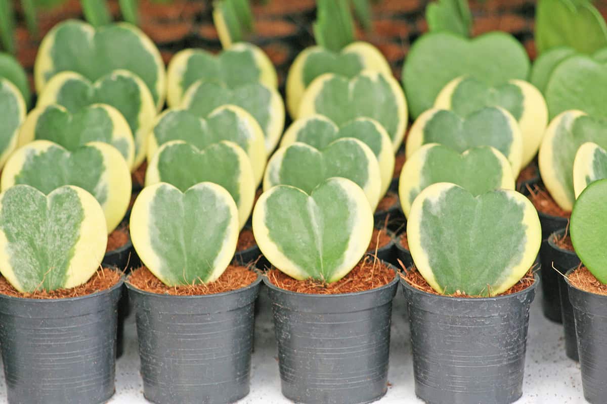 Hoya kerrii (Sweetheart Hoya)
