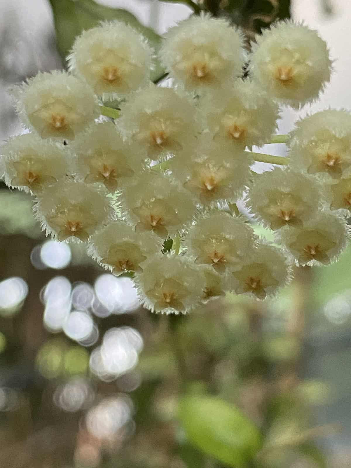Hoya lacunosa ‘Snow Caps’