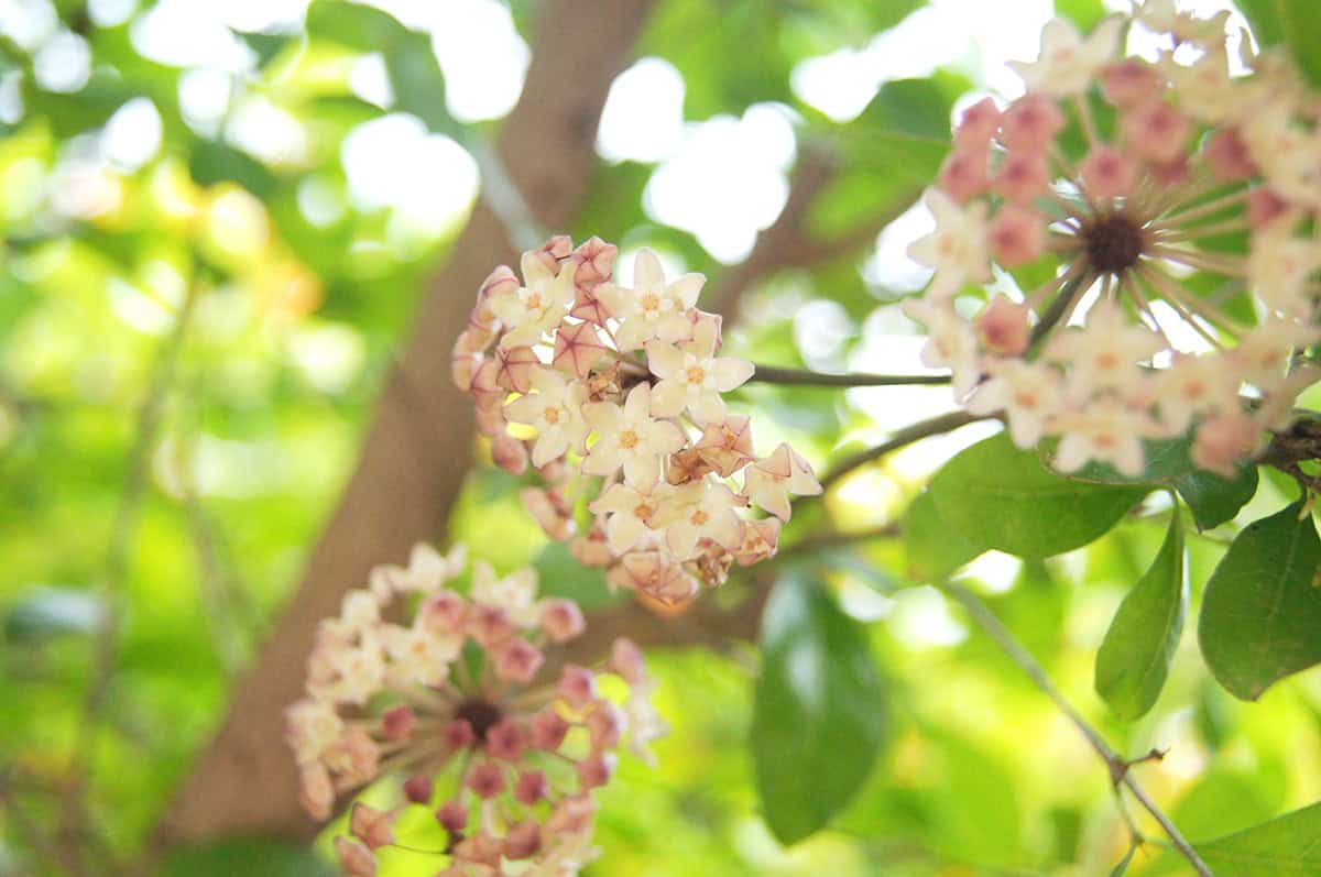 Hoya macrophylla
