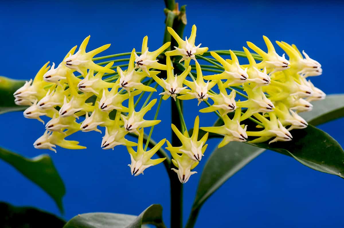 Hoya multiflora (Shooting Star Hoya)