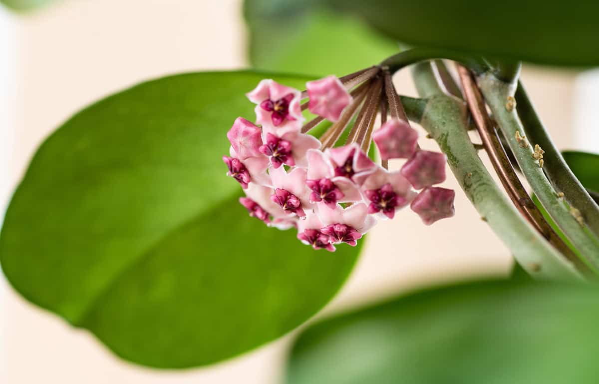 Hoya obovata