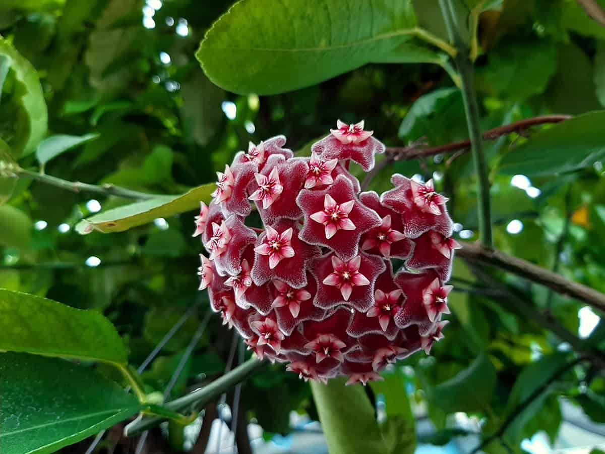 Hoya pubicalyx