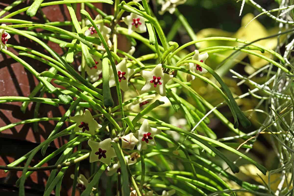 Hoya retusa