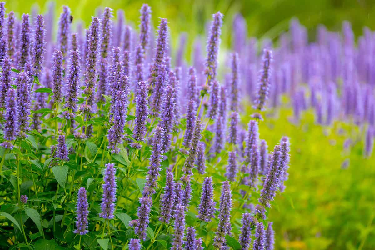 Hyssop