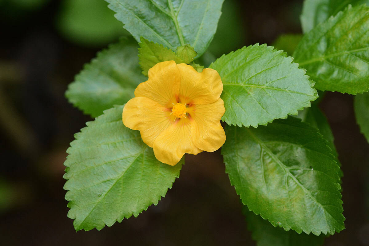 Ilima (Sida fallax)