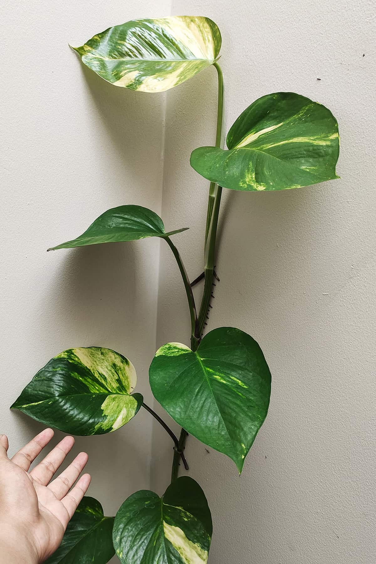 Install Wall Hooks or Trellises to Guide Growth