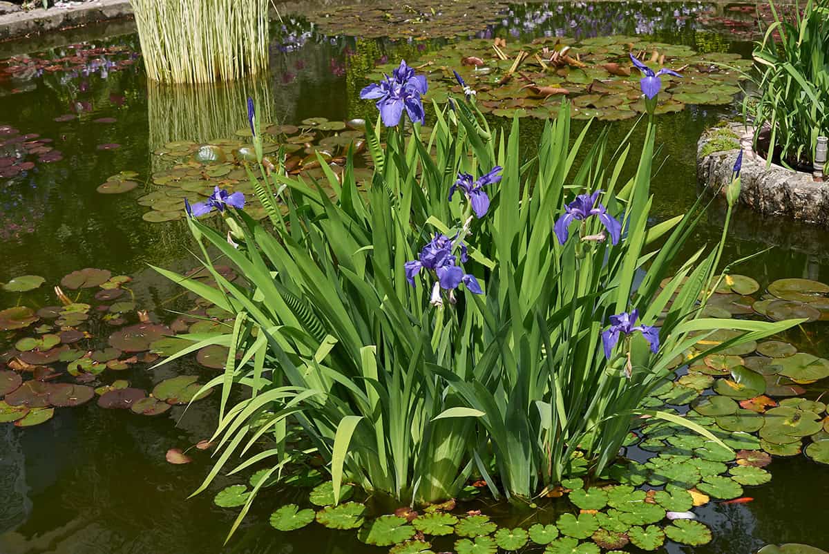 Iris laevigata (Japanese Water Iris)
