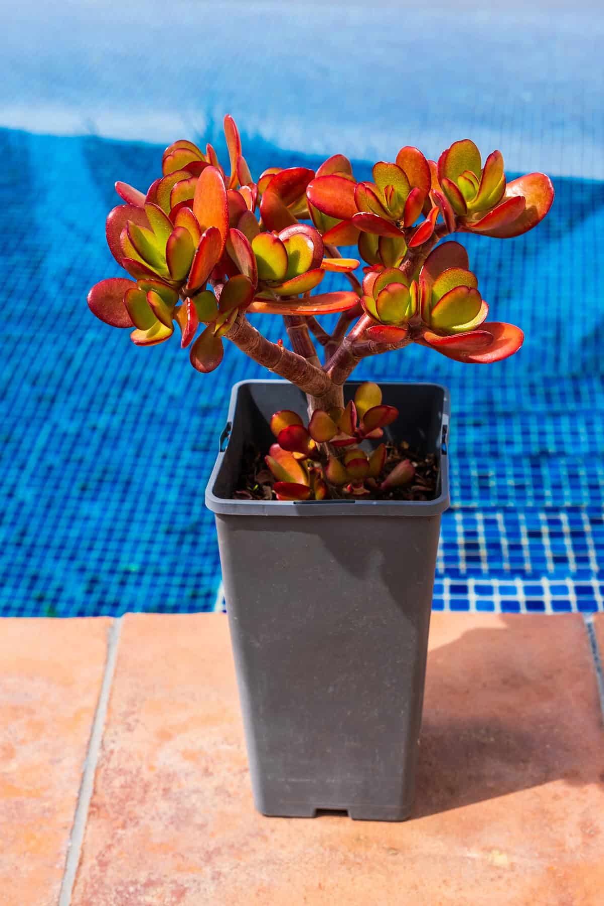 Jade Plant Varieties