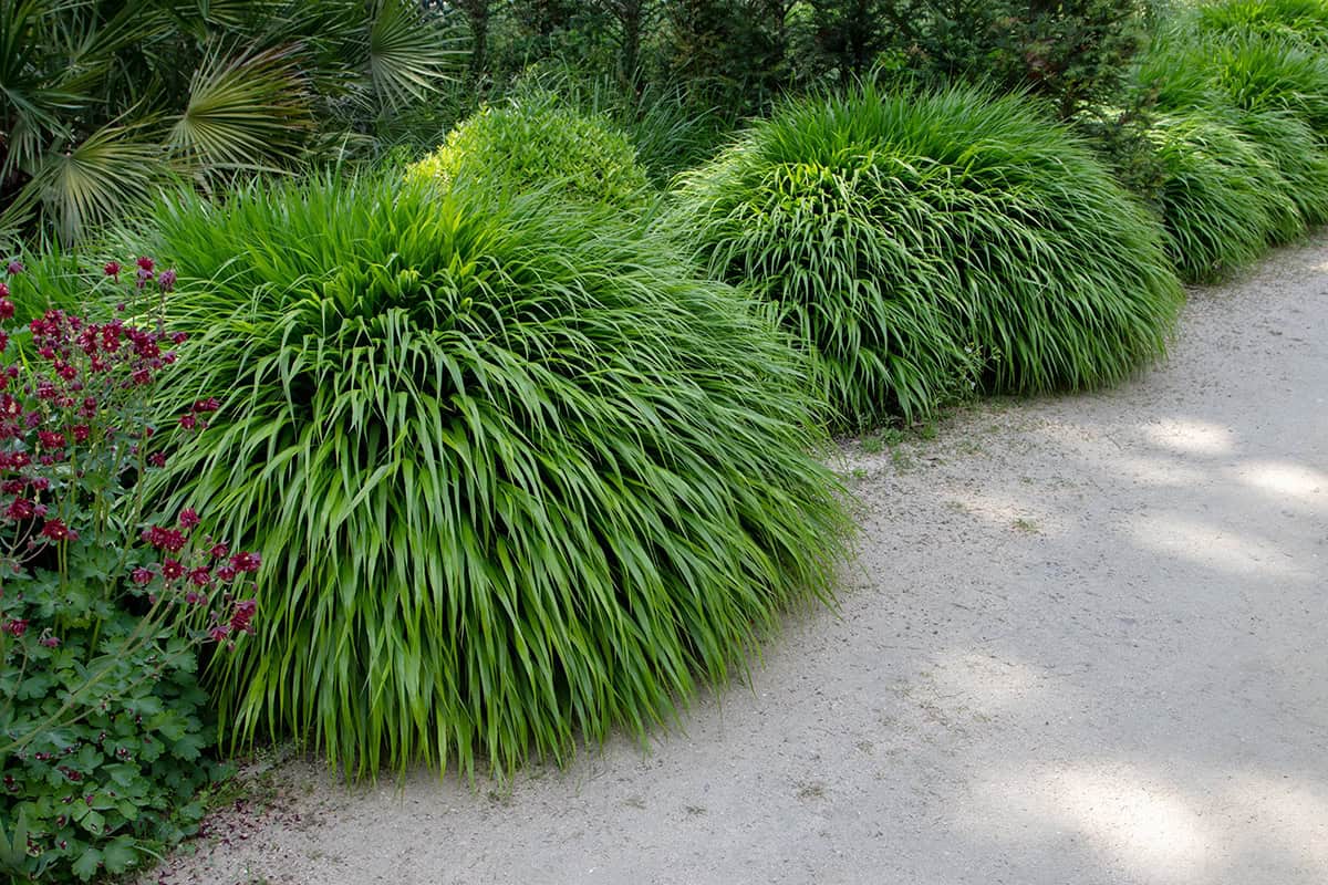 Japanese Forest Grass (Hakonechloa)