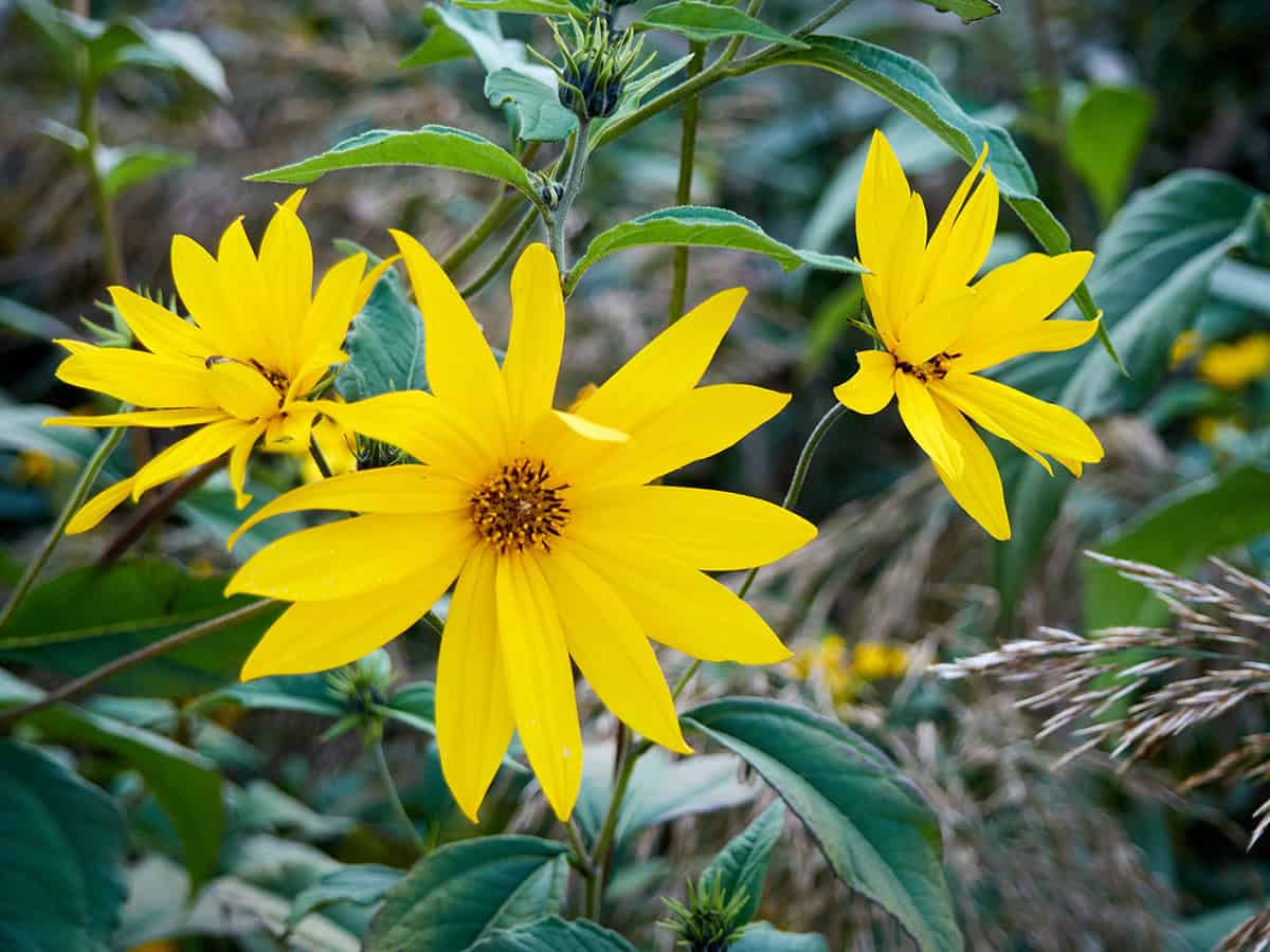 Jerusalem Artichoke