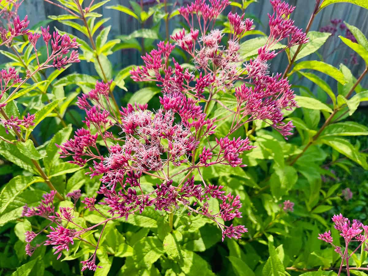 Joe Pye Weed (Eutrochium)