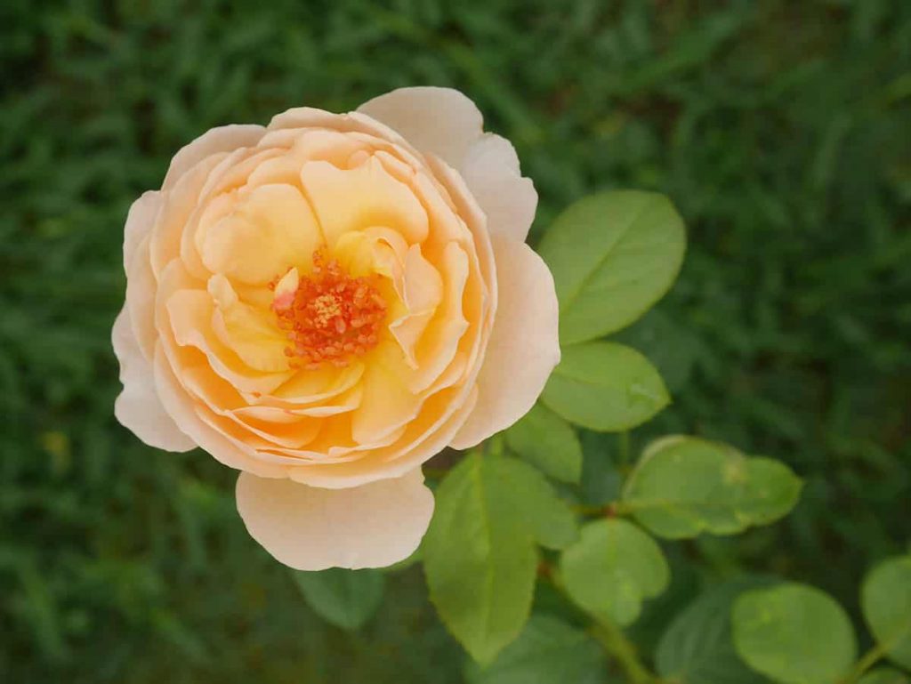 Putrid Stench Roses 22 Stunning Fragrant Roses to Fall In Love With - Plantglossary
