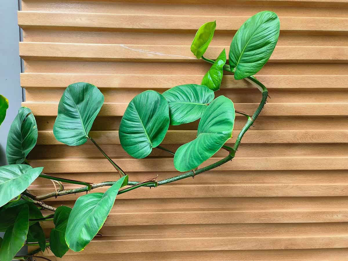 Keep Leaves and Vines Clean to Promote Healthy Growth