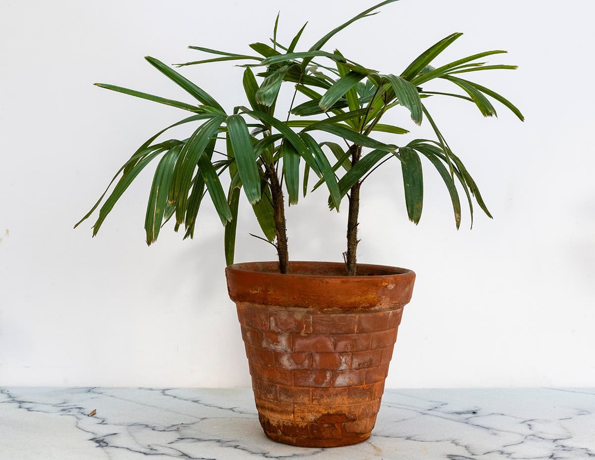 Lady Palm (Rhapis excelsa)