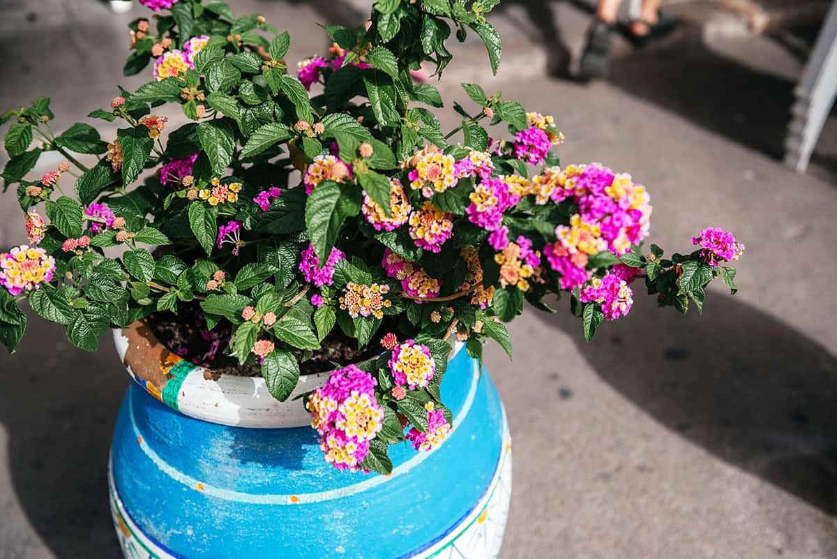 Lantana