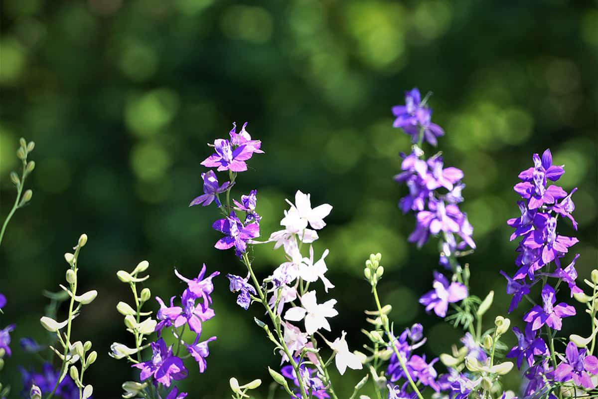 Larkspur