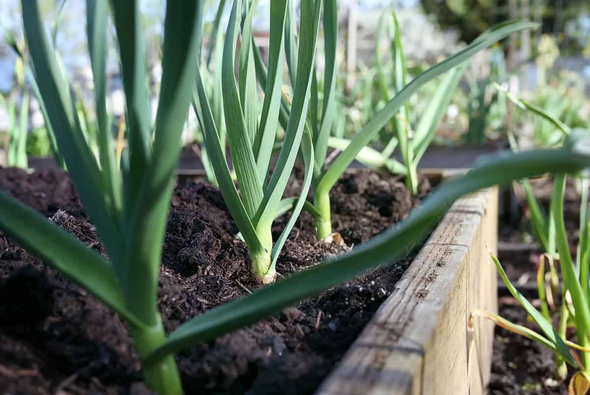 Leeks