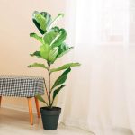 Leggy Fiddle Leaf Fig