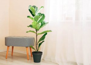 Leggy Fiddle Leaf Fig