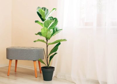 Leggy Fiddle Leaf Fig